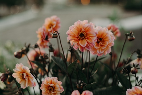 Anna Mullis